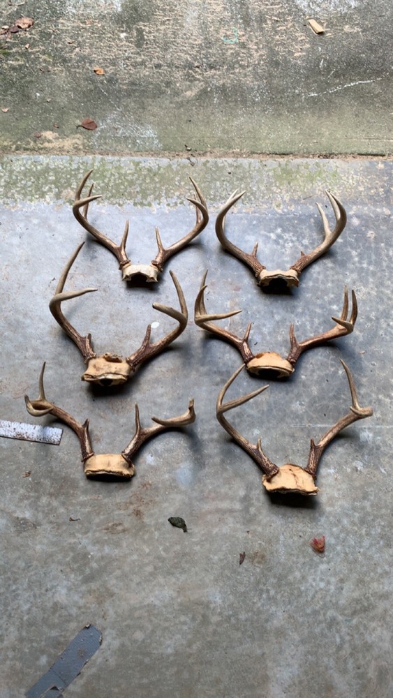 deer antlers