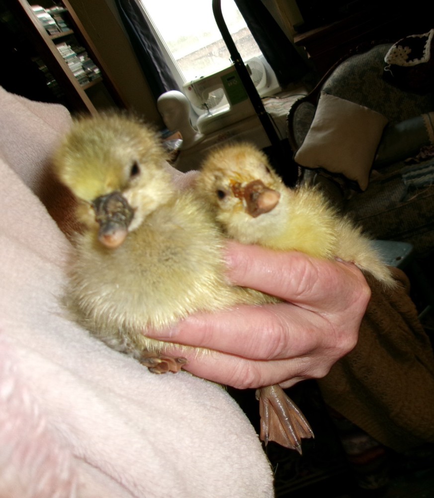 Giant Dewlap Toulouse hatching eggs -4 pack