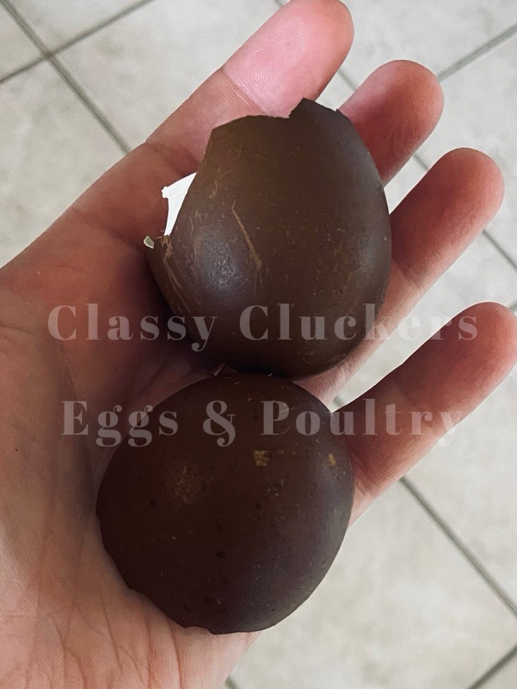 Chocolate Toned Hatching Eggs