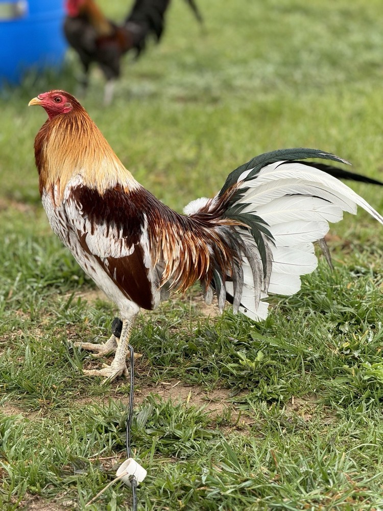 12+ Chicken Hatching Eggs