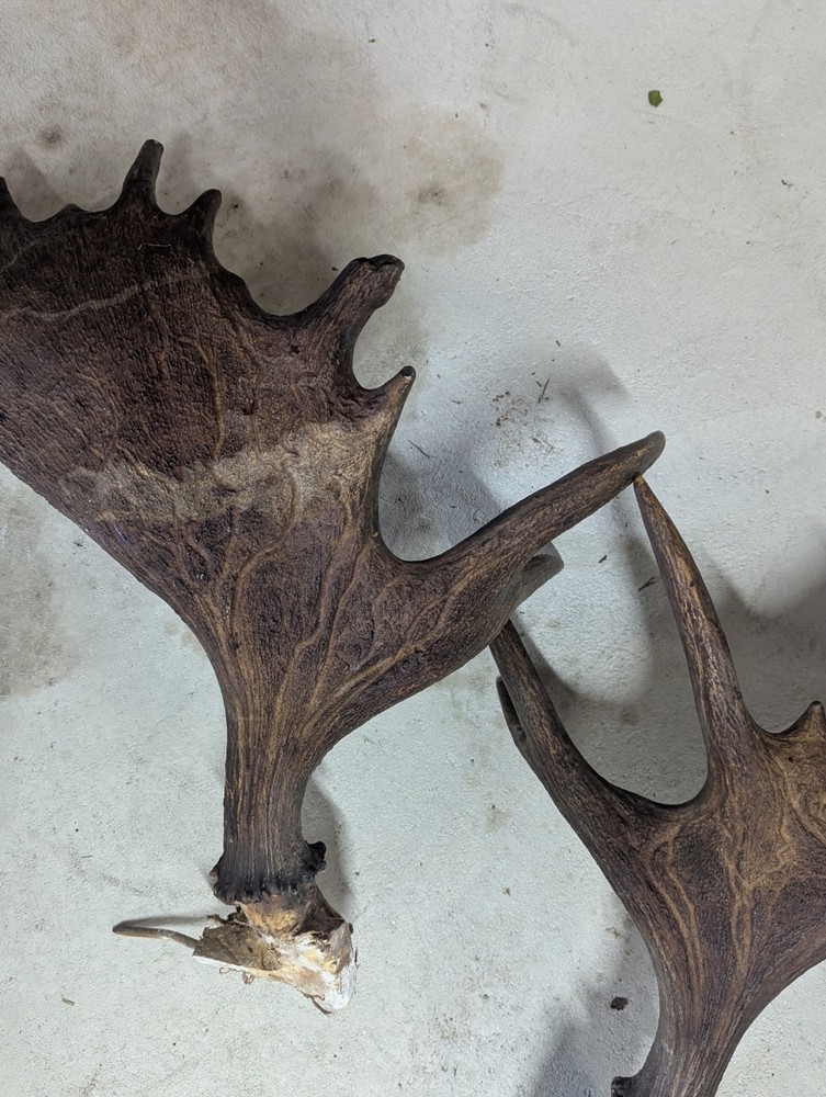 2 Moose Antlers From And Old Mount