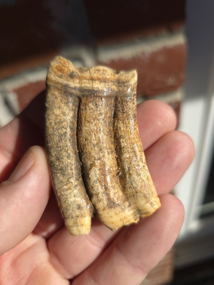 Horse Tooth