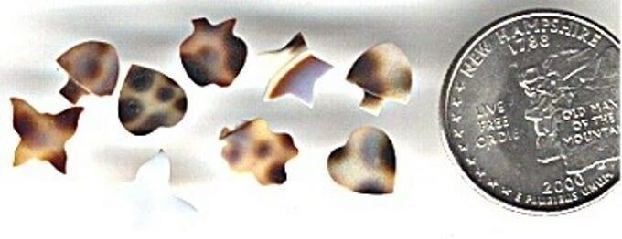 36 VINTAGE ASSORTED SHAPE GENUINE SHELL PLAQUES B558