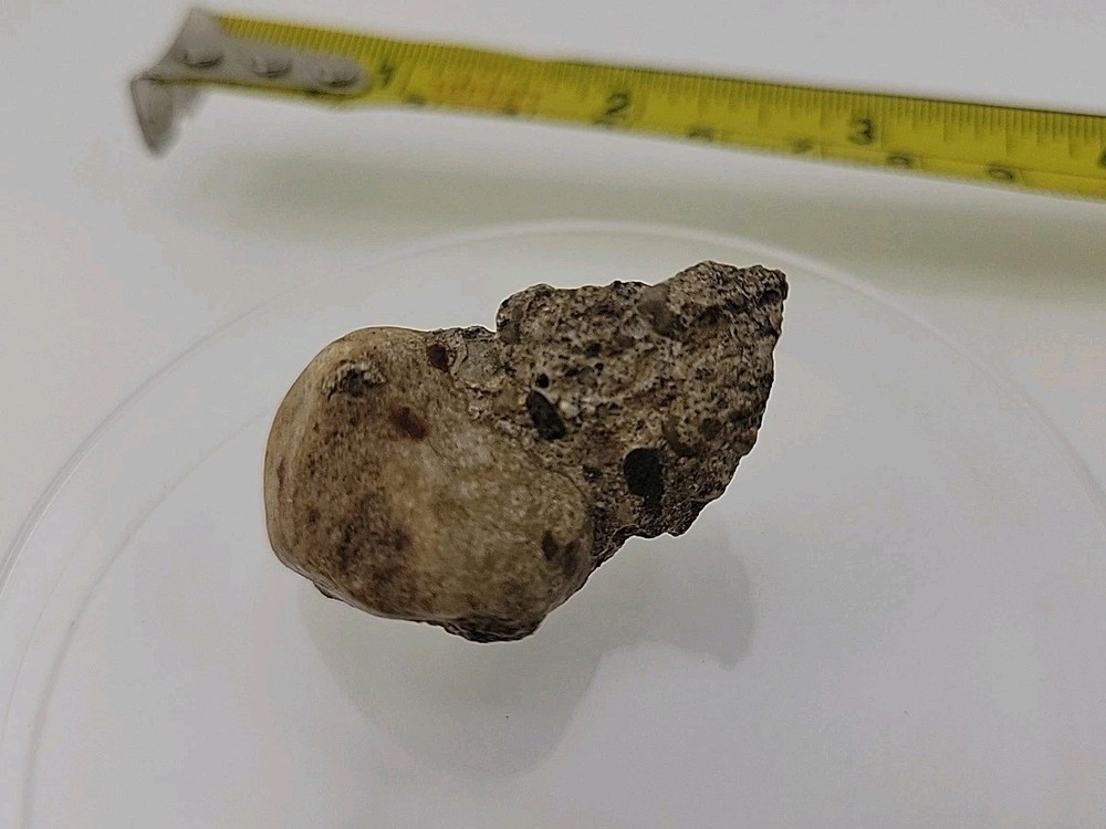 Fossilized Dinosaur HAND CLAW/Knuckle Bone Permineralized Fossil