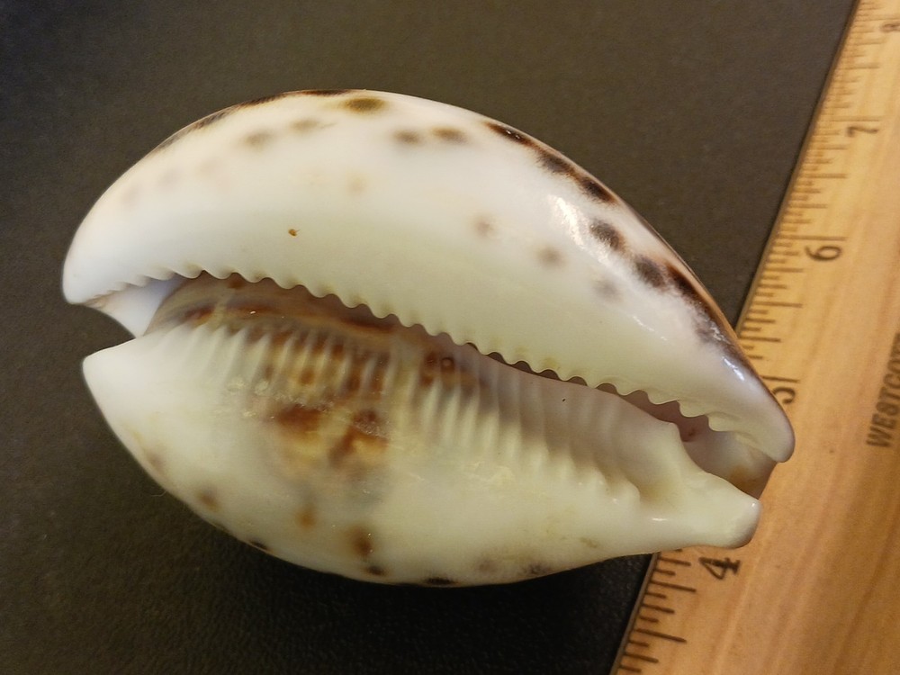 Virgo Seashell Decorative Zodiac Astrology Shell