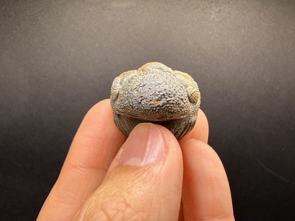 Enrolled Moroccops Trilobite