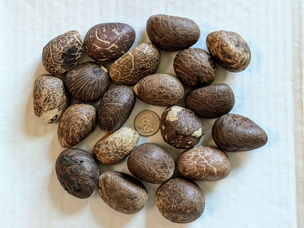 (20) Small Tagua Nuts