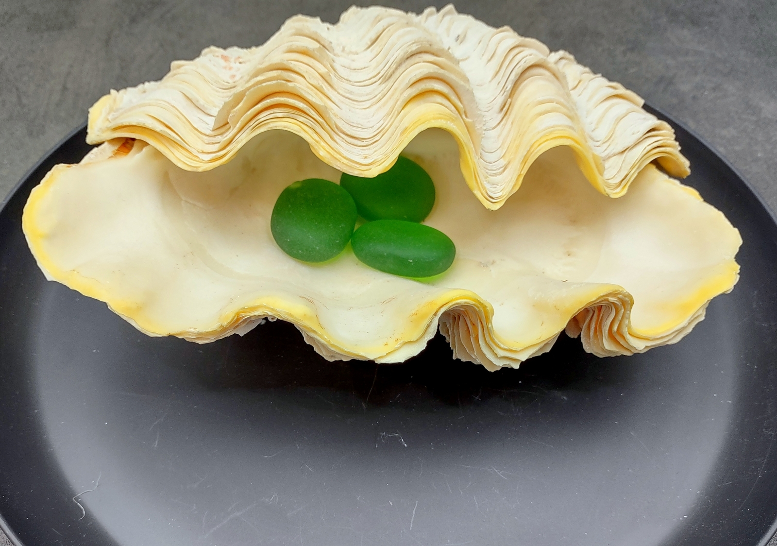 Large Derasa Clam Seashell White Tridacna Derasa (1 shell approx. 7+ inches)