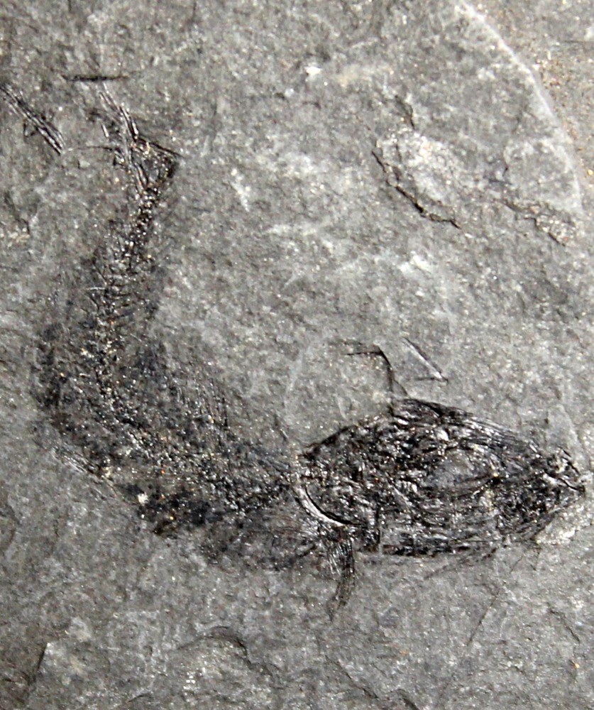 Oligocene fossil fish