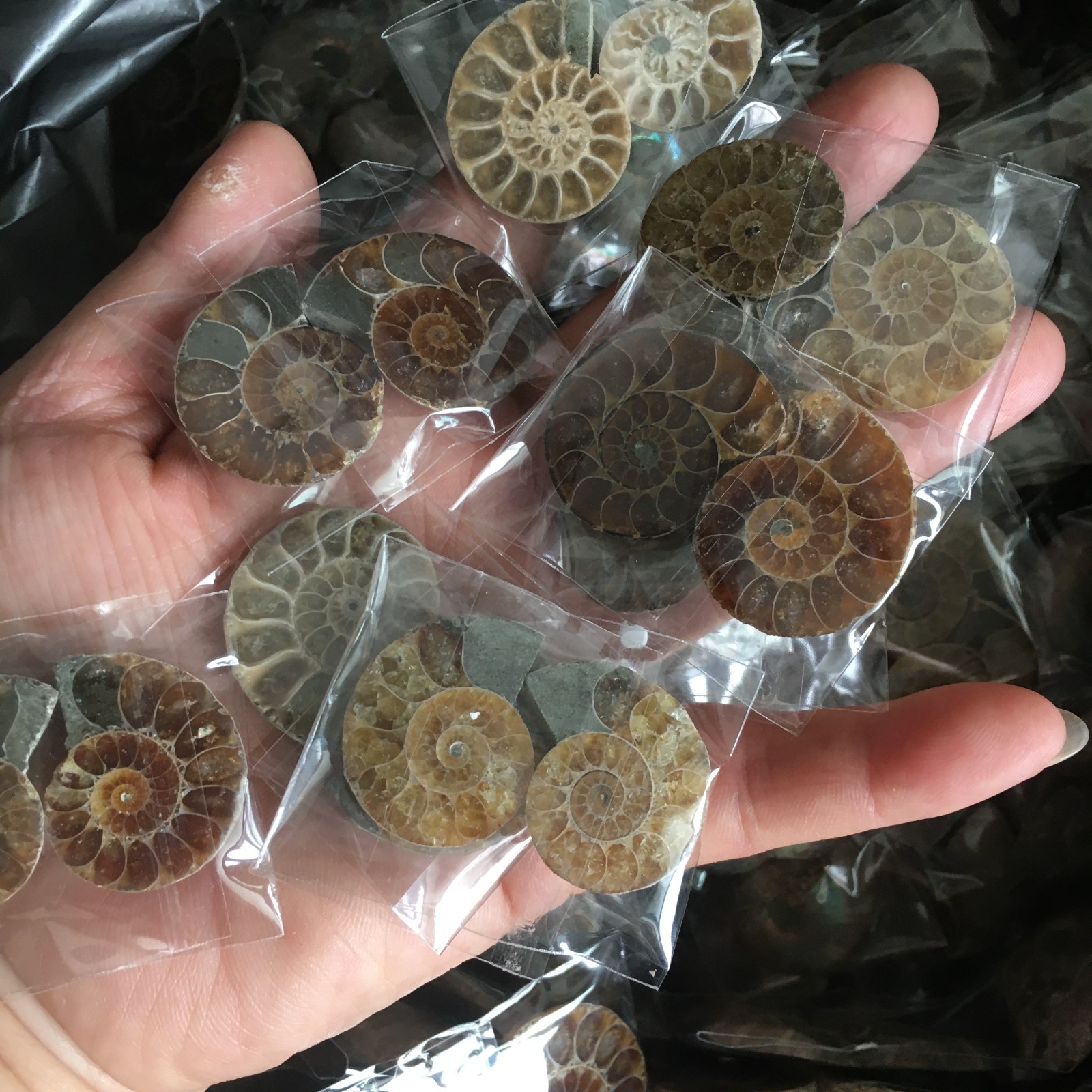 100 pair of Split Ammonite Specimen Shell Healing Madagascar 01