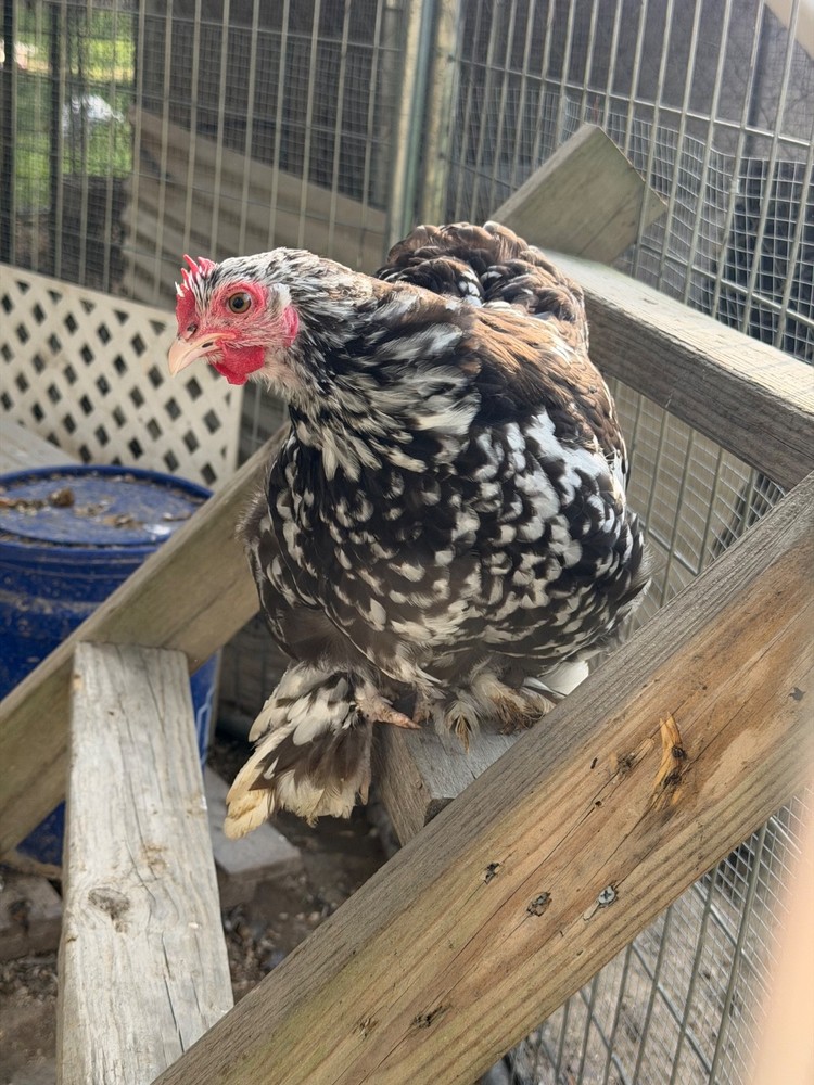 x10+ Chocolate Mottled Bantam Cochin Hatching Eggs