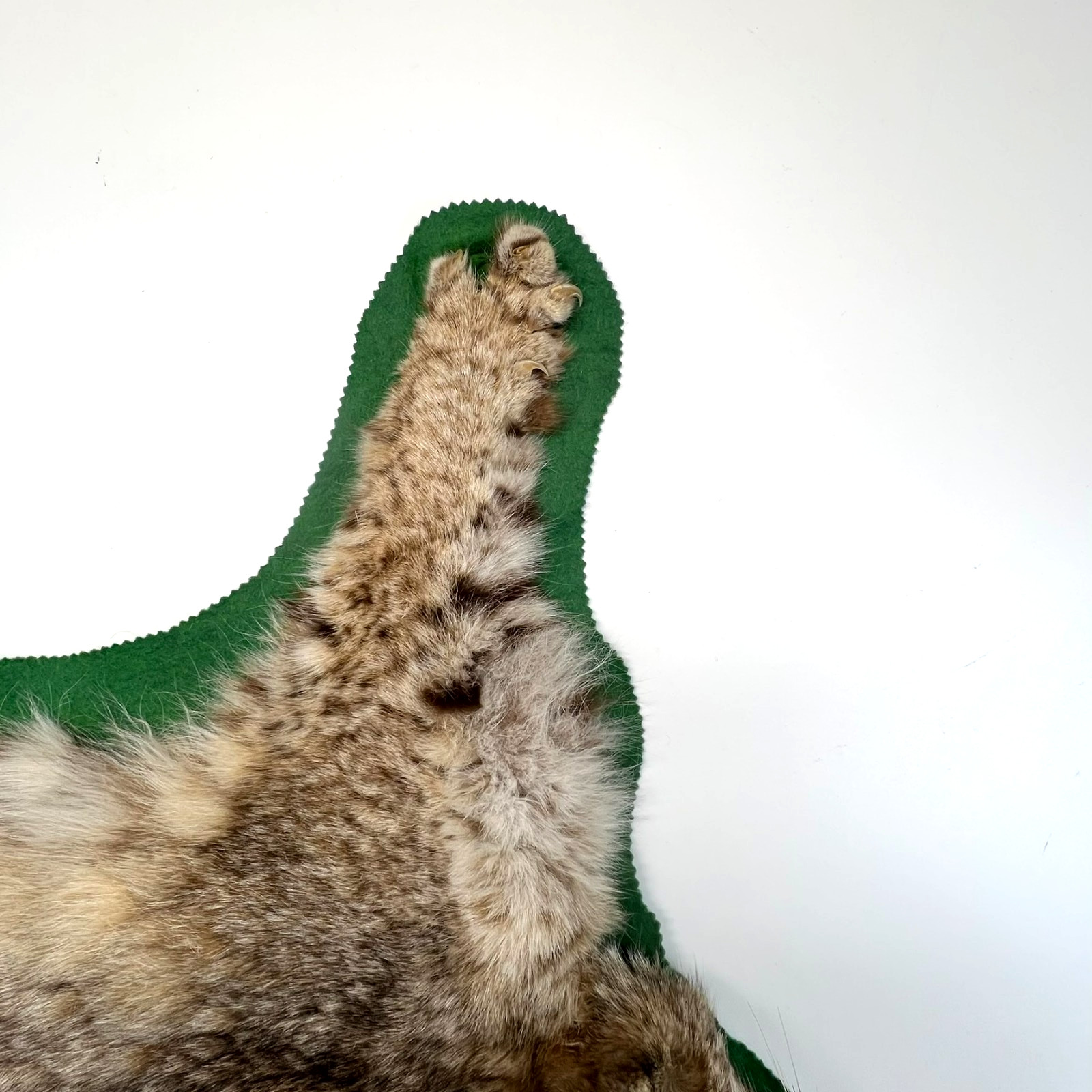 Vtg. Bobcat Taxidermy Rug Mount Full Body Green Felt Border Rustic Cabin Decor