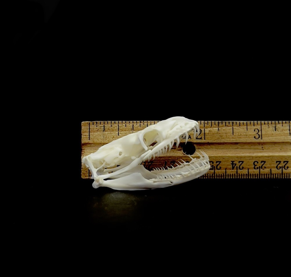 Ball Python Skull (XL Specimen) Snake; 100% Real Bone