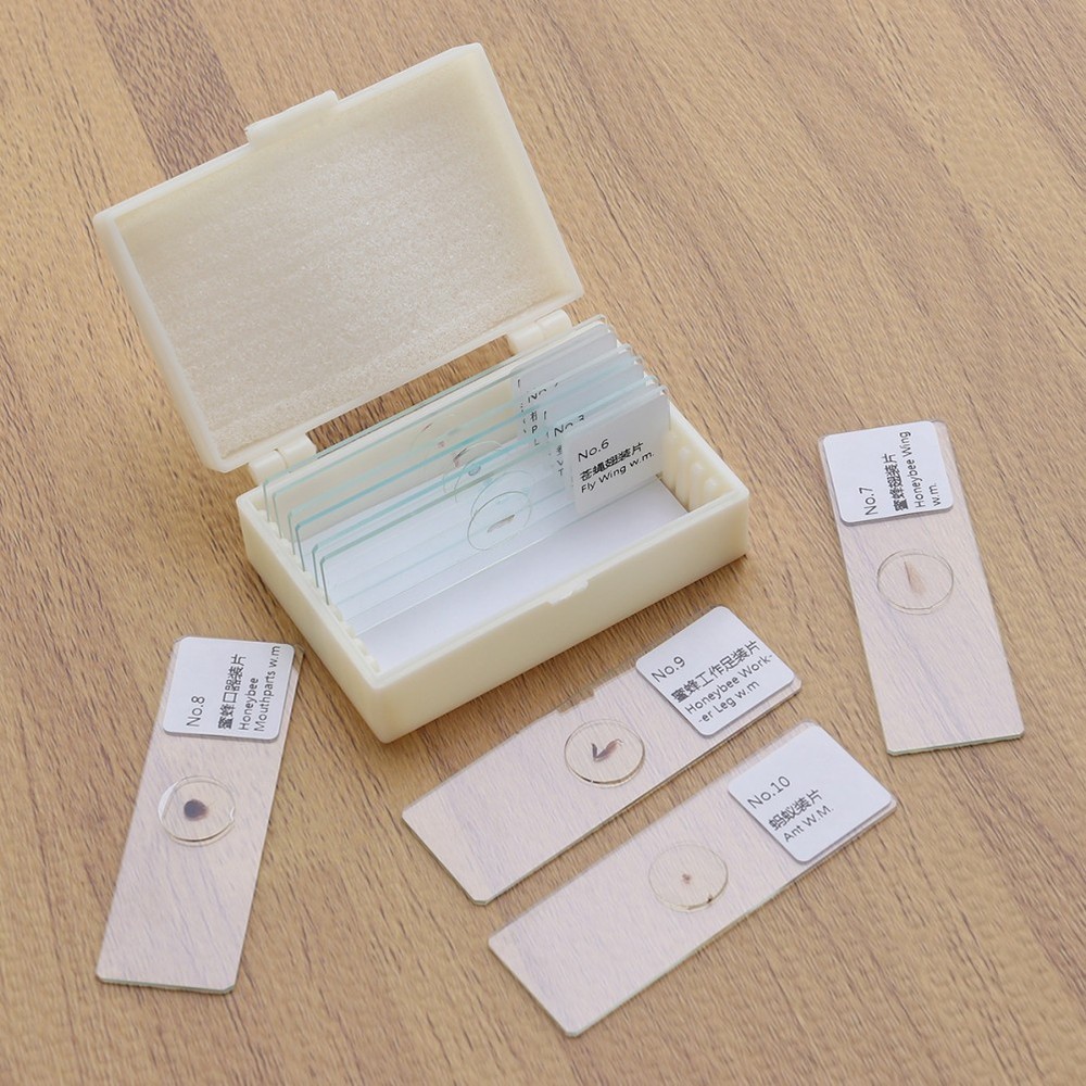 10 PCS/Set Microscope Slides with Specimens Biology Prepared Kit