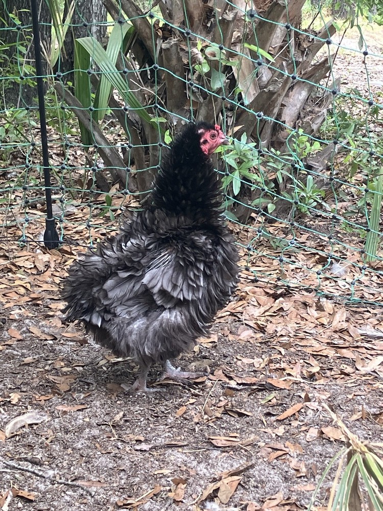 6 Americana Hatching Eggs EASTER EGGER Blue Green Eggs