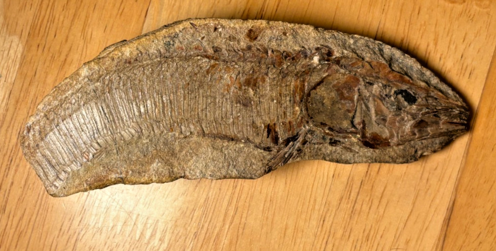 Exceptional Brazilian Fossilized Fish 6 inches long split node
