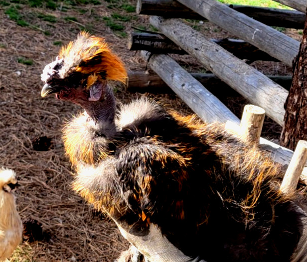 10+ BEAUTIFUL Silkie Hatching Eggs .