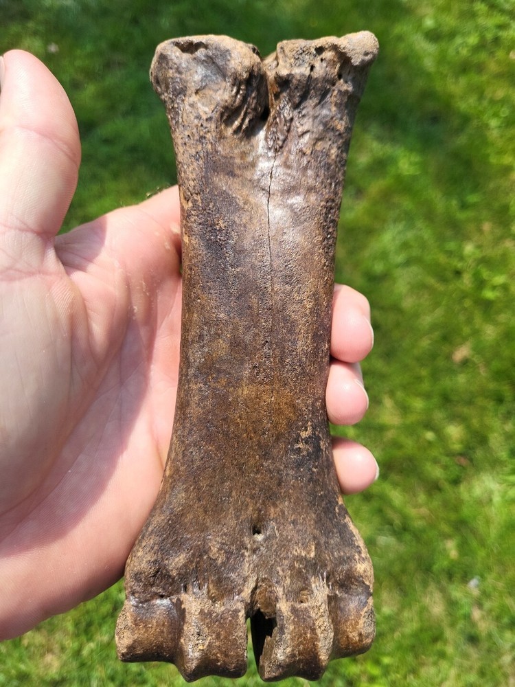 Bison metacarpal Historic bison foot bone