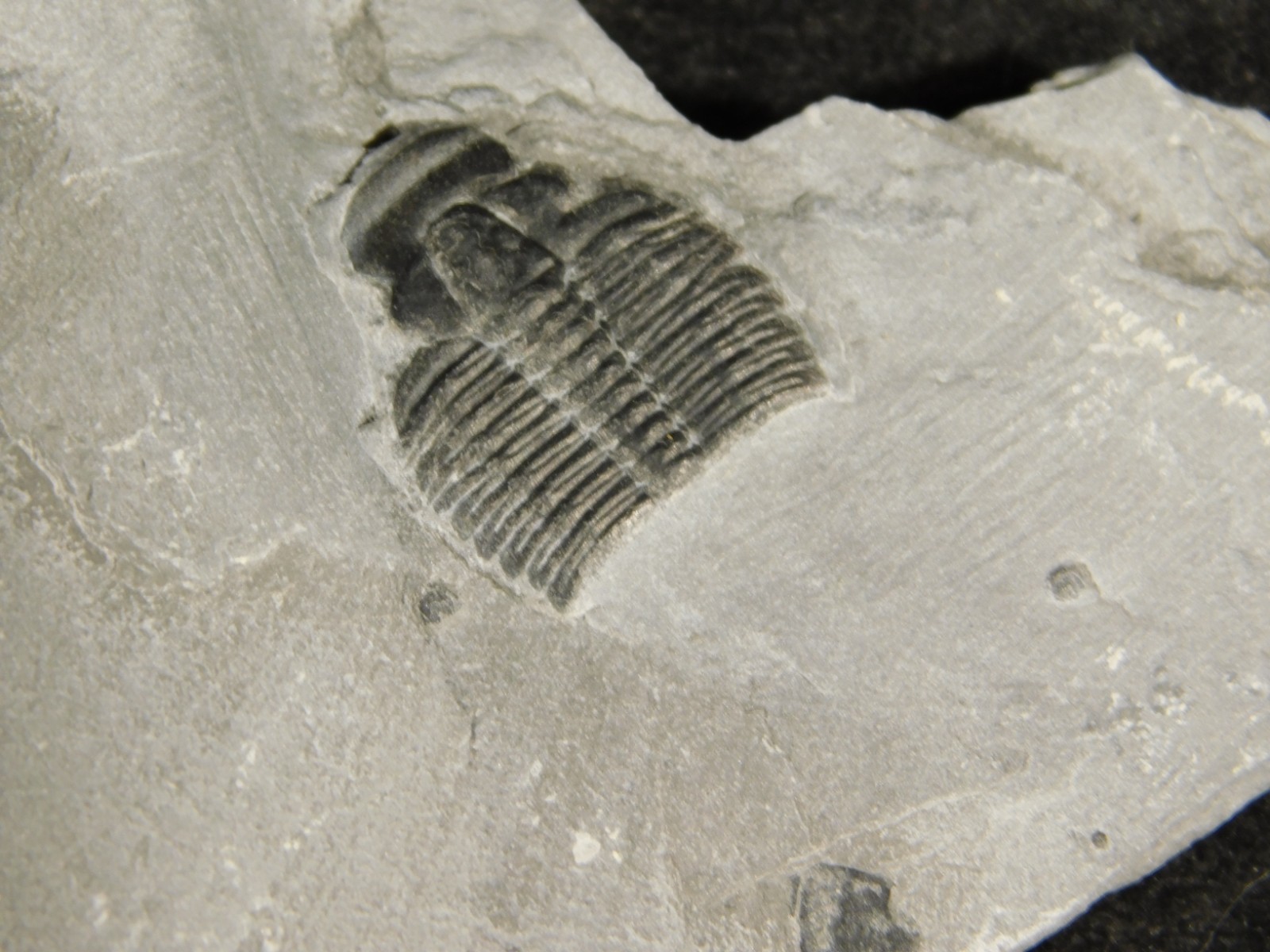 BIG Lot of TEN! 100% Natural Elrathia TRILOBITE Fossils in Matrix Utah 379gr