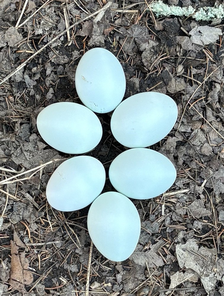 Cream Legbar Hatching Eggs (12 Eggs)