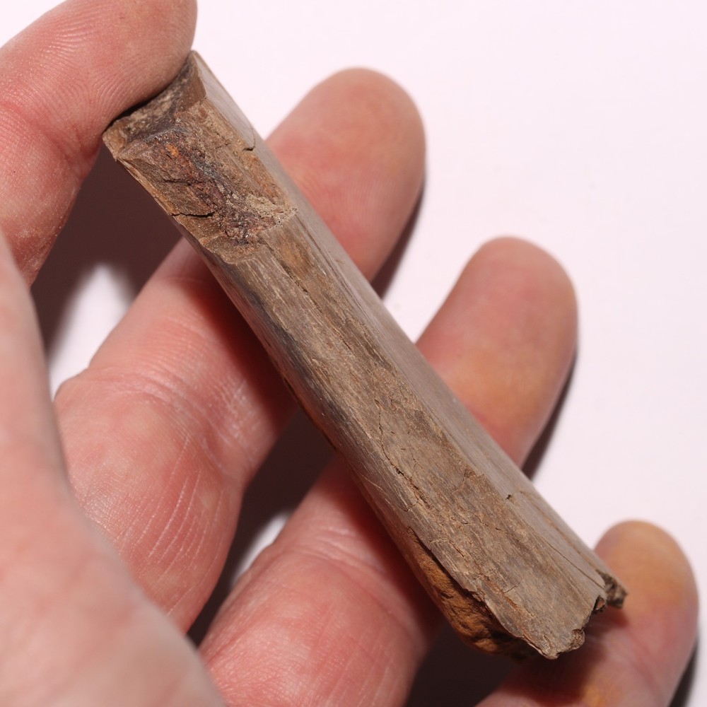 Dinosaur Rib Bone Section - Authentic Fossil - Hell Creek Formation Cretaceous