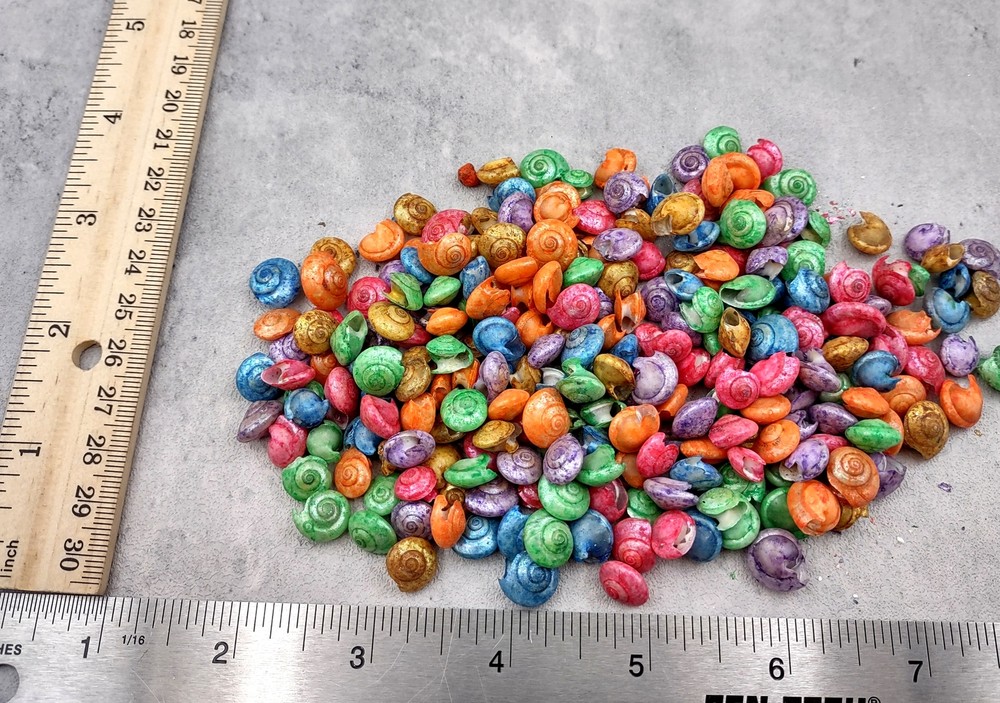 Rainbow Umbonium Shells Dyed Shells (approx. half cup 210+ shells 0.125+ inches)