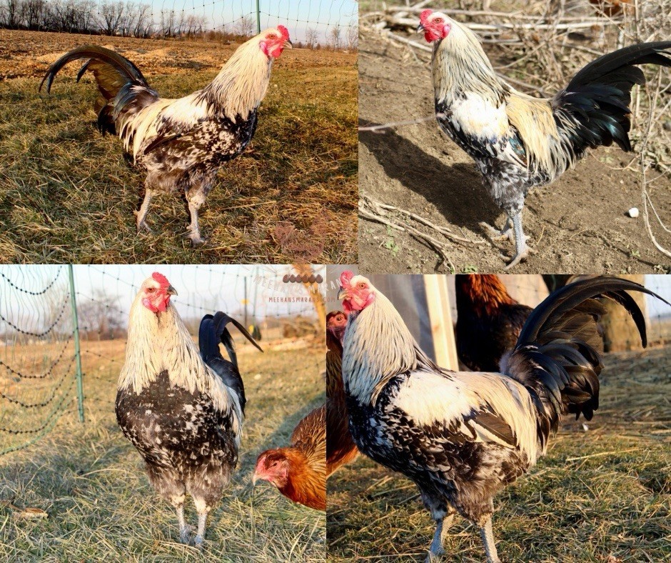 Bruges Fighter Hatching Eggs (12)