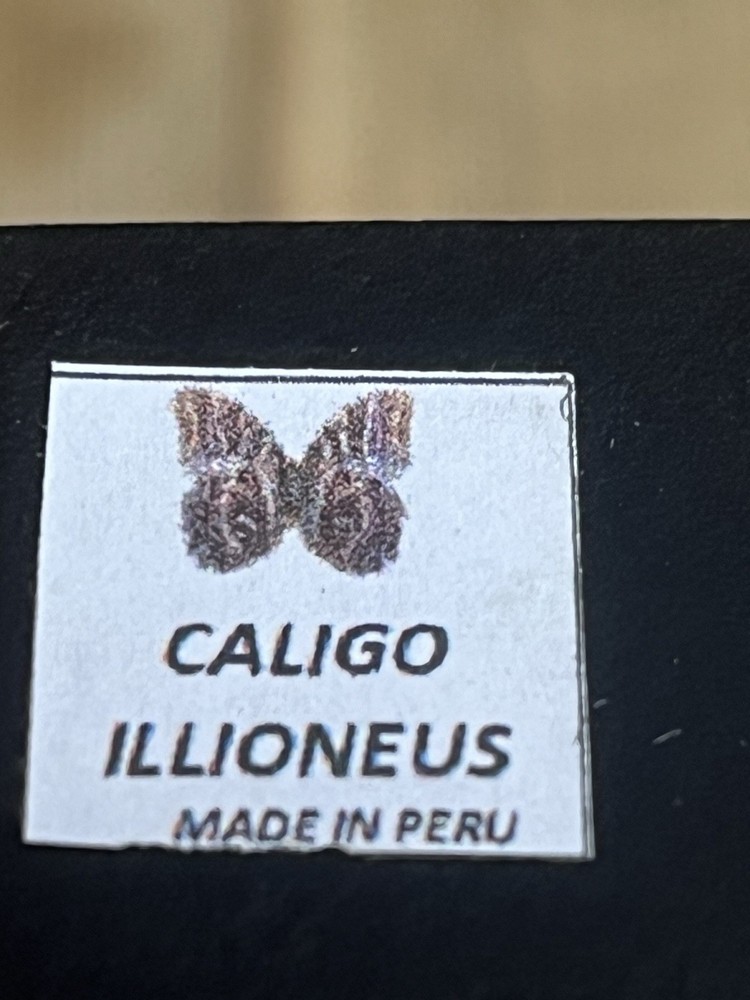 Preserved butterfly from Peru