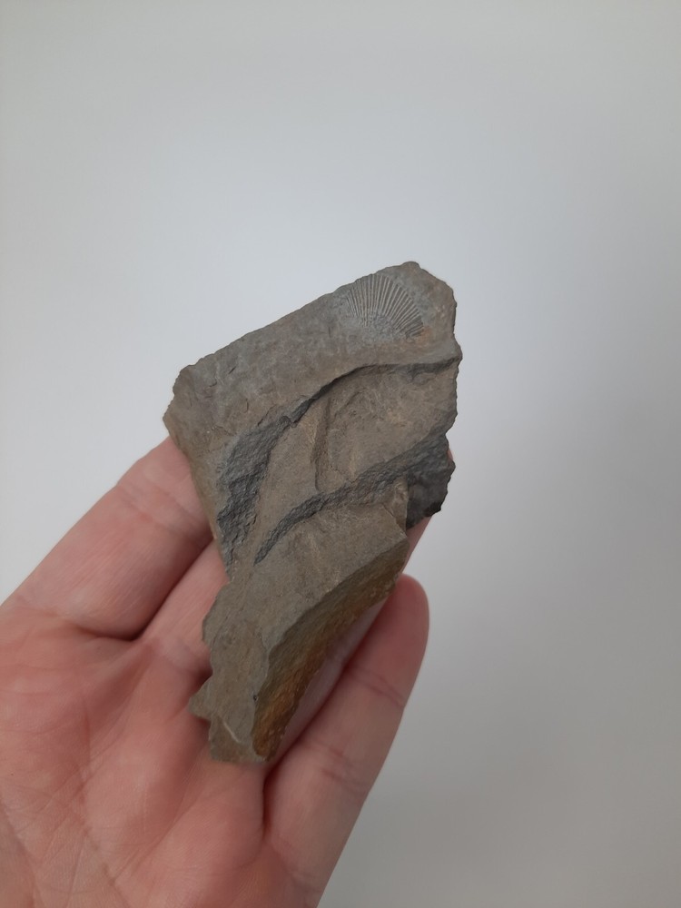 Fossil Shell carboniferous Paliozoic devonian Pennsylvanian fossilized VA