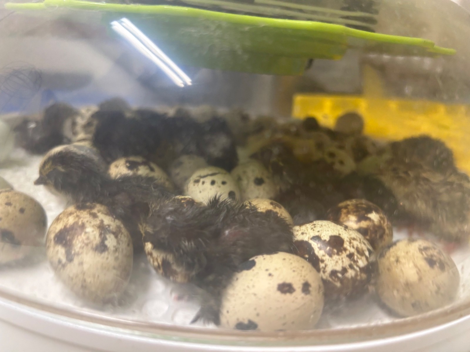 Coturnix Quail Hatching Eggs Buy One Get One Free- You CHOOSE
