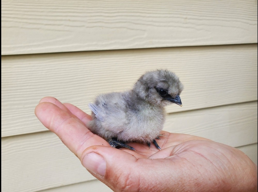 2 VERY RARE Lavender Silkie- Bantam HATCHING CHICKEN EGGS