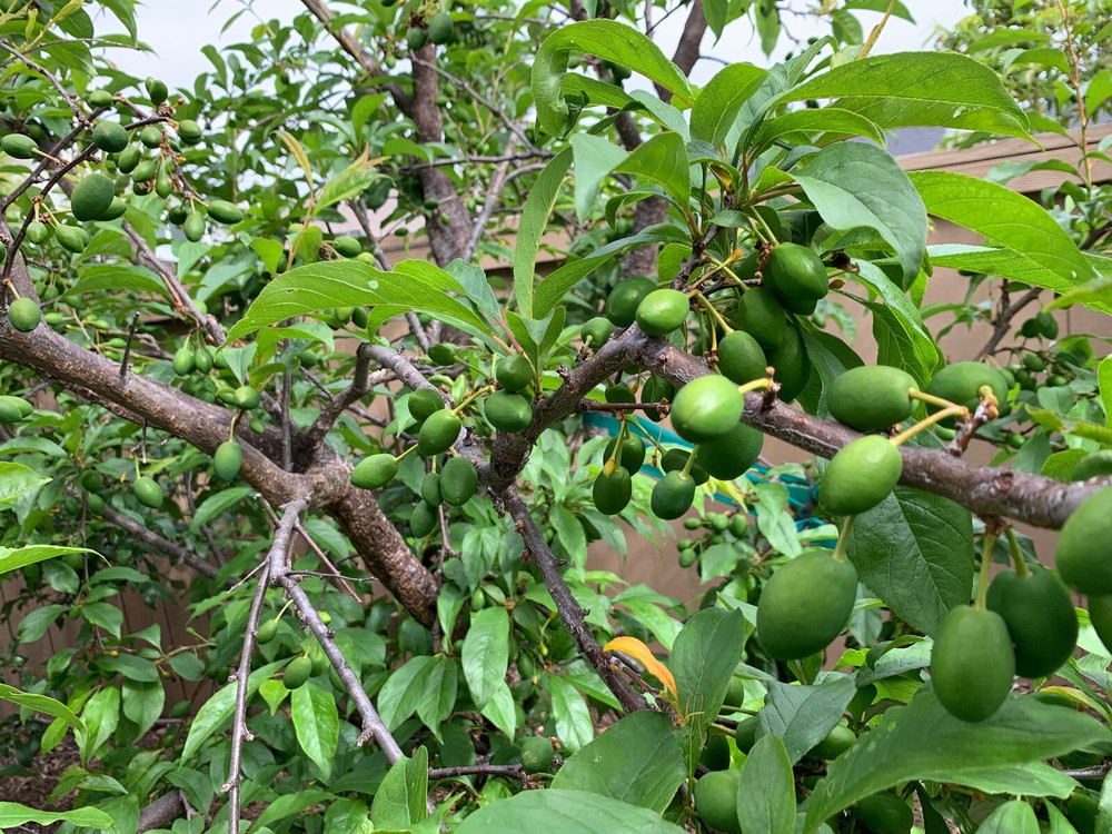 Pluot x Pluerry scions triple pack
