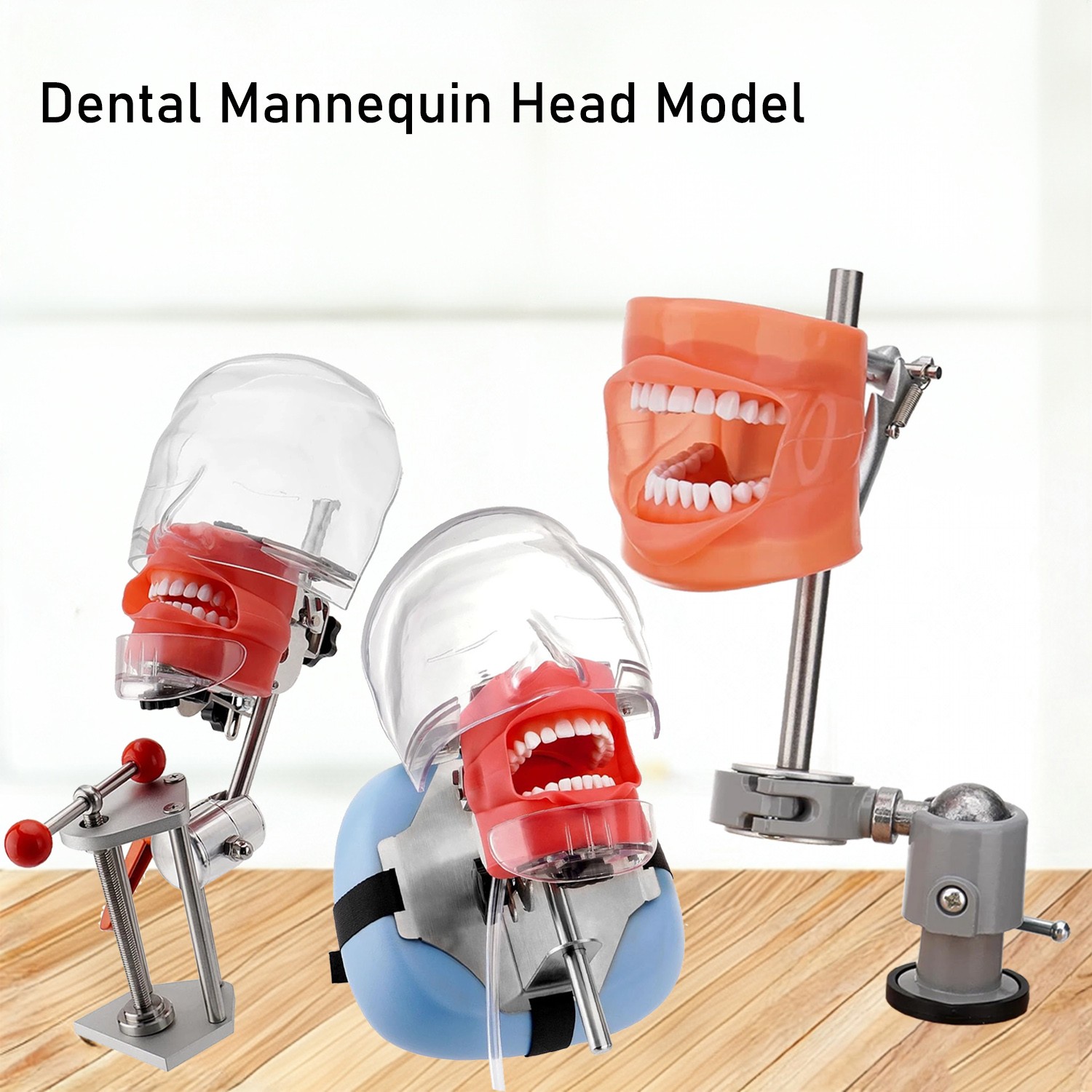 New Dental Simulator Mannequin Head Teeth Model Typodont Model &Teeth Mount Pole