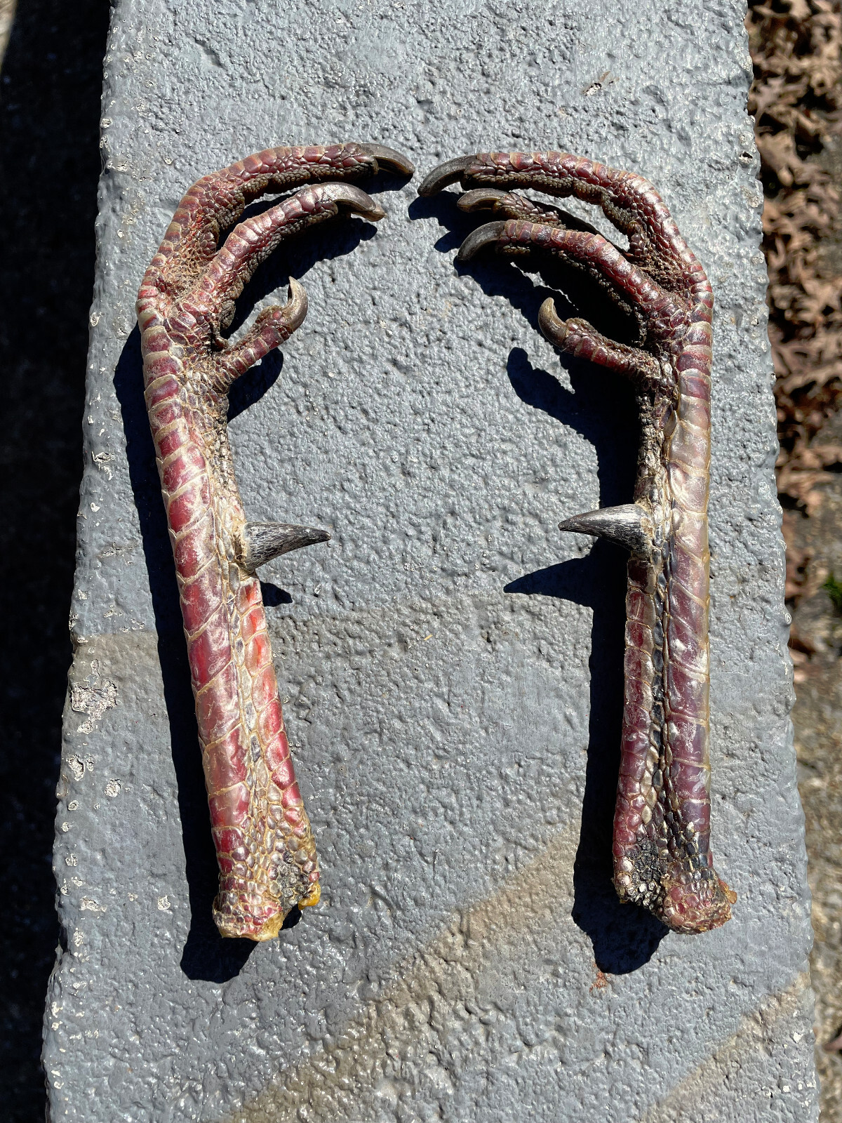 Taxidermy, One Pair 2 EASTERN WILD TURKEY-FEET -Log Cabin,Native American Crafts