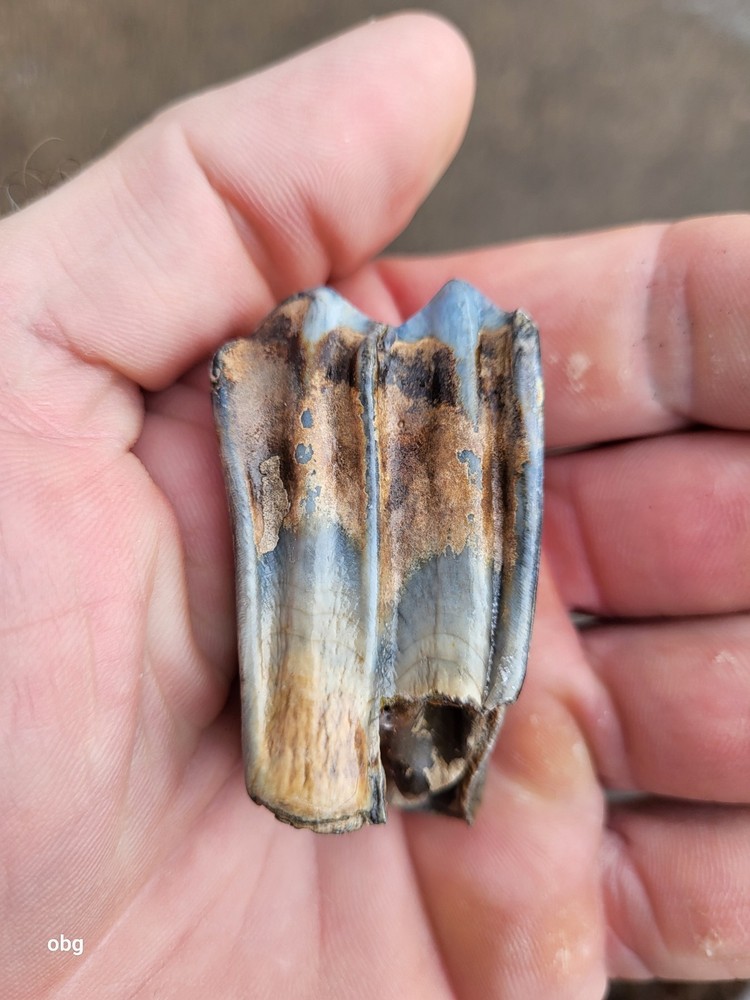 Historic bison tooth with blue vivianite permineralization