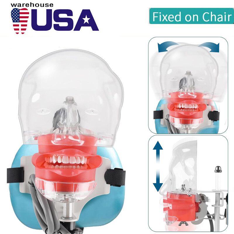 With Tooth Model with 28Teeth for Realistic Simulations in Practice&Teaching