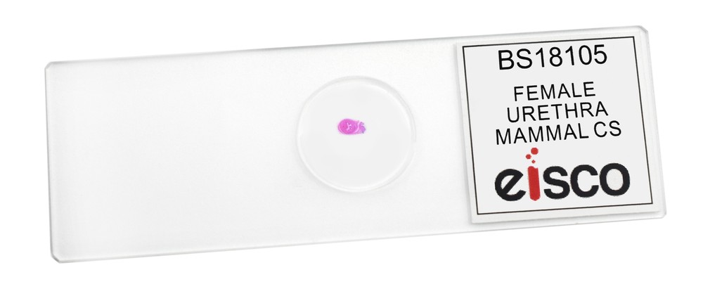 Female Urethra - Prepared Microscope Slide - 75x25mm - Eisco Labs