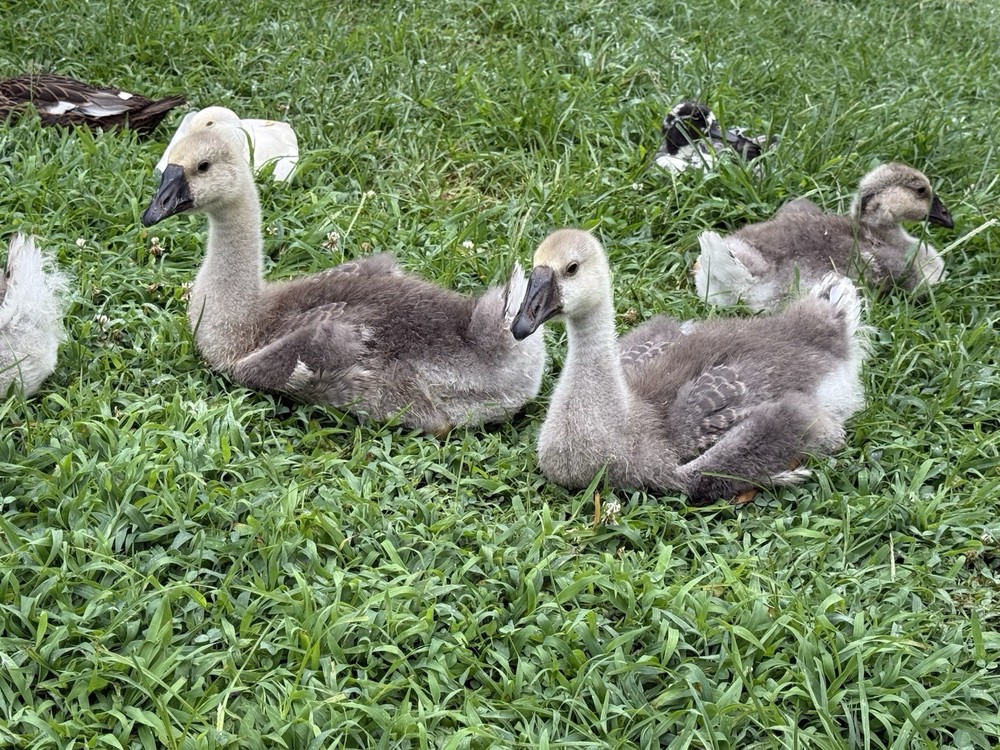 8 Geese Eggs