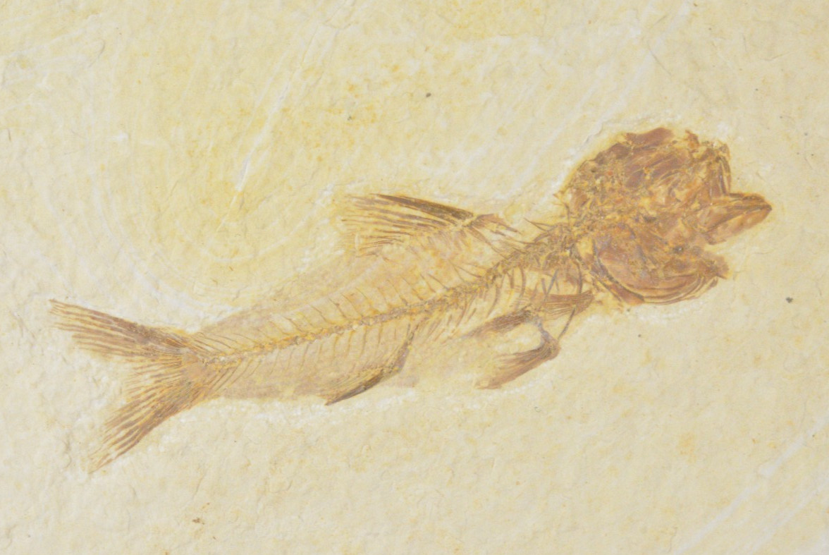 Amphiplaga Fossil Fish, Green River Formation, Wyoming