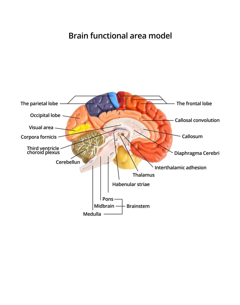 QWORK Life-Size Human Brain Anatomical Model, Color-Coded Partitioned Brain, ...