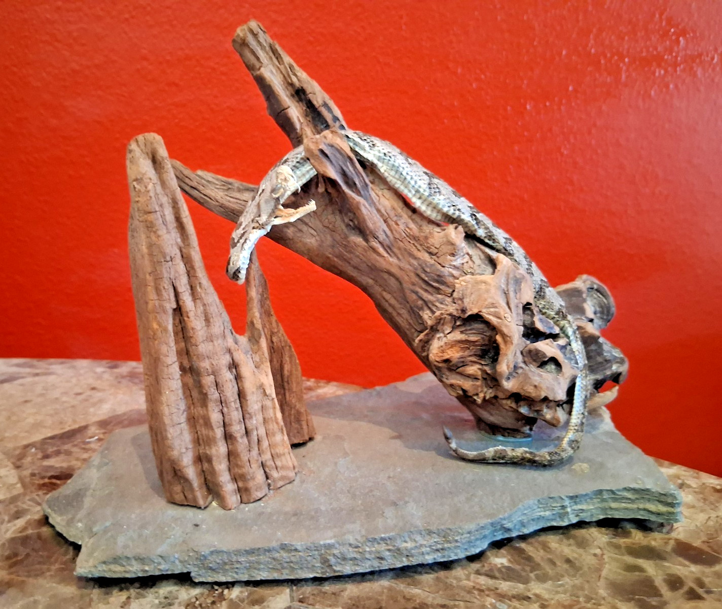 Real Rattlesnake Taxidermy Mount Genuine Rattle Snake Mounted On Driftwood Base