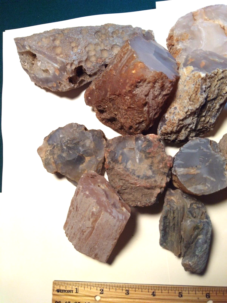 Petrified Wood Limb Casts- Over 10-1/2 lbs.