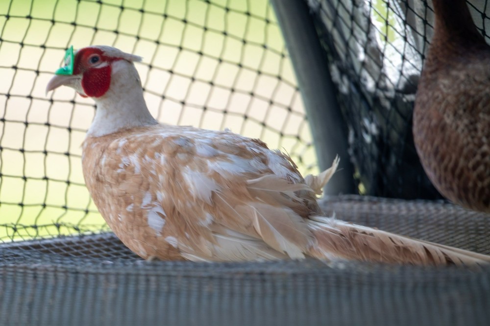 6+ Buff Ringneck Pheasant Hatching Eggs
