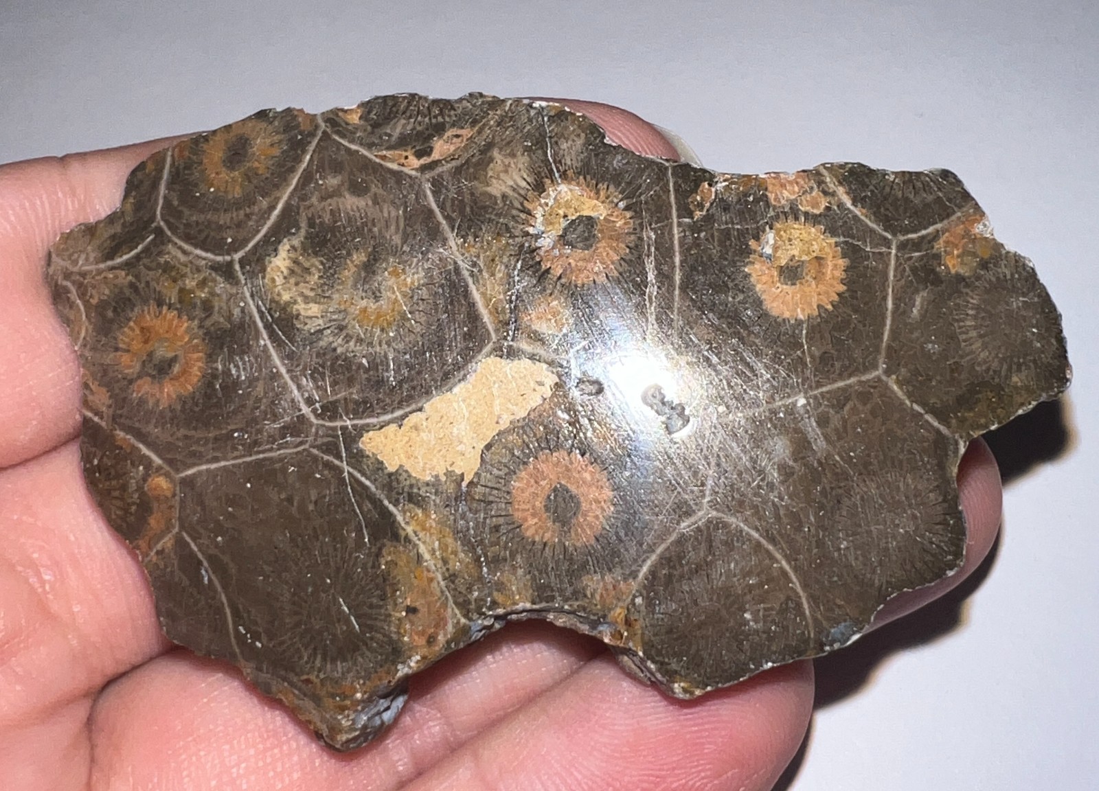 Moroccan Pre Dinosaur Fossil Polished Coral Lot 3 Inches One Per Order