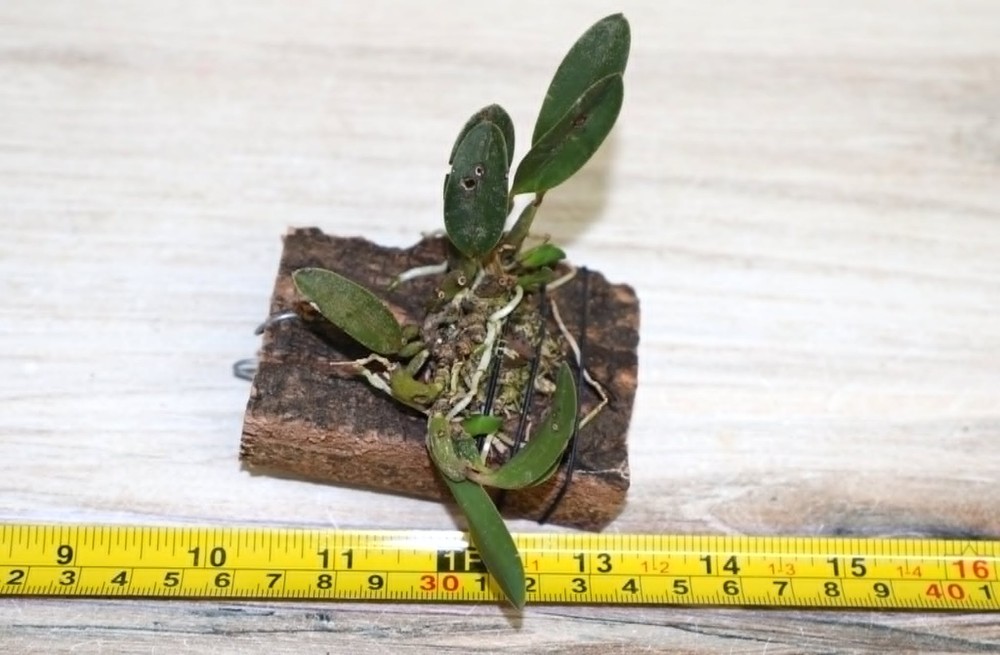 SOPHRONITIS RIOGRANDENSIS SMALL ORCHID MOUNTED