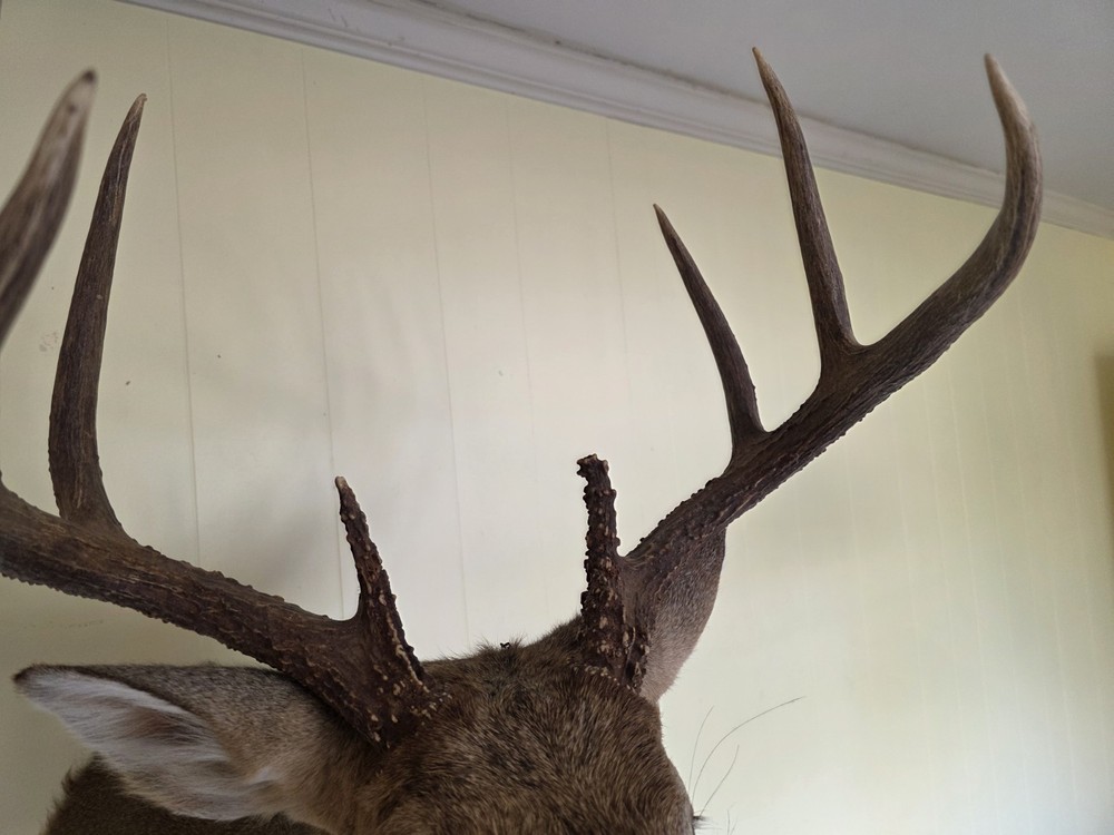 Whitetail Deer Taxidermy 130" Class