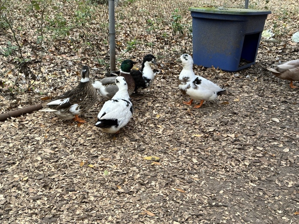 8+ Call Duck Hatching Eggs Assorted Colors