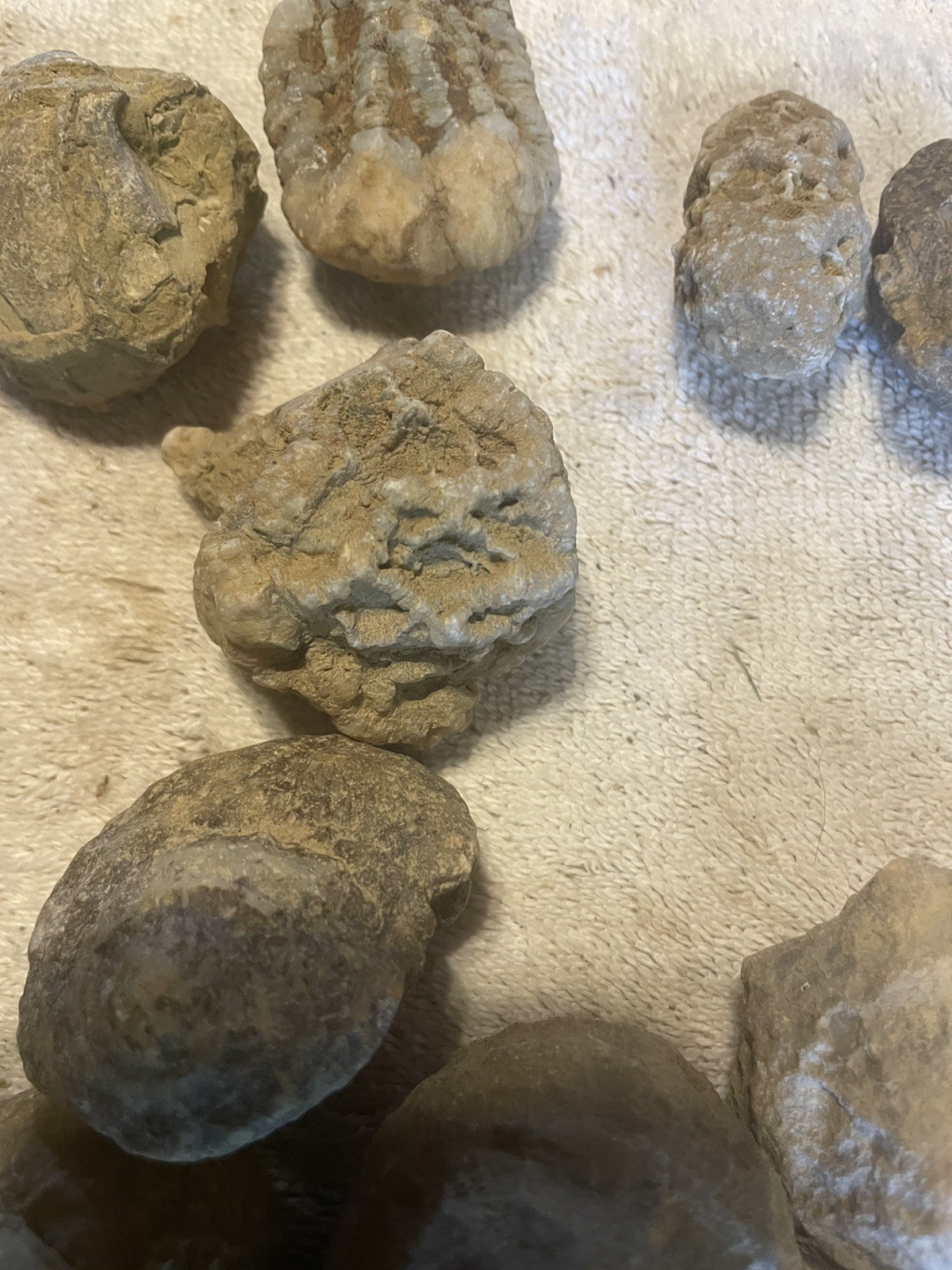 26-VARIOUS KENTUCKY FOSSILS. NICE ONES. 1” TO 2 1/2”.