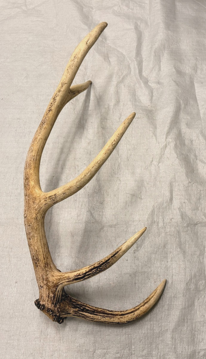 real stag antler shed crafts antlers decor rustic cabin wedding display prop
