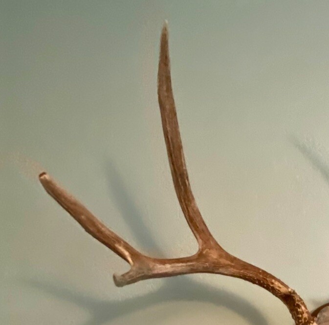 European Mule Deer 3 Point Wall Mount